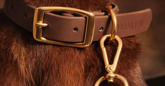 biothane dog collar, lead
