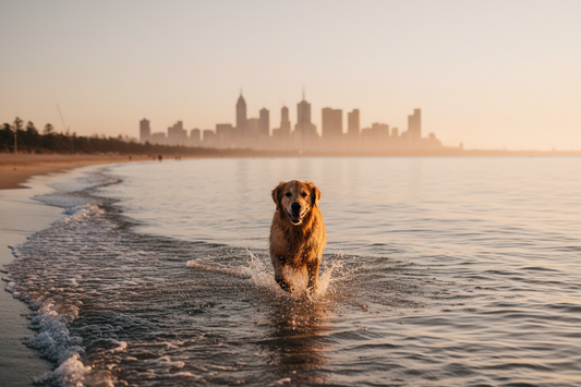 The Best Dog Beaches in Melbourne: Your Complete Off-Leash Guide